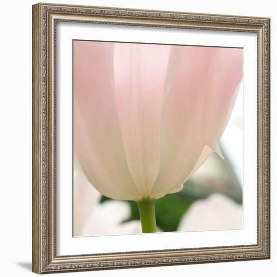 Petals of a Tulip-George Lepp-Framed Photographic Print