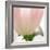 Petals of a Tulip-George Lepp-Framed Photographic Print