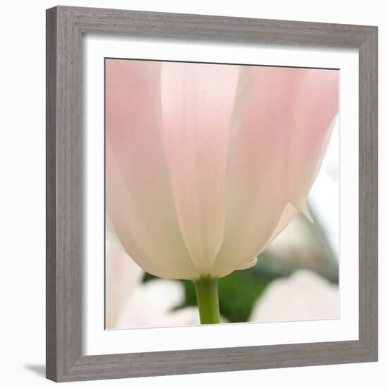 Petals of a Tulip-George Lepp-Framed Photographic Print