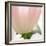 Petals of a Tulip-George Lepp-Framed Photographic Print