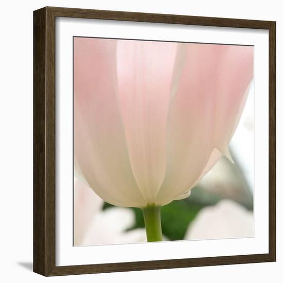 Petals of a Tulip-George Lepp-Framed Photographic Print