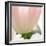 Petals of a Tulip-George Lepp-Framed Photographic Print