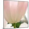 Petals of a Tulip-George Lepp-Mounted Photographic Print