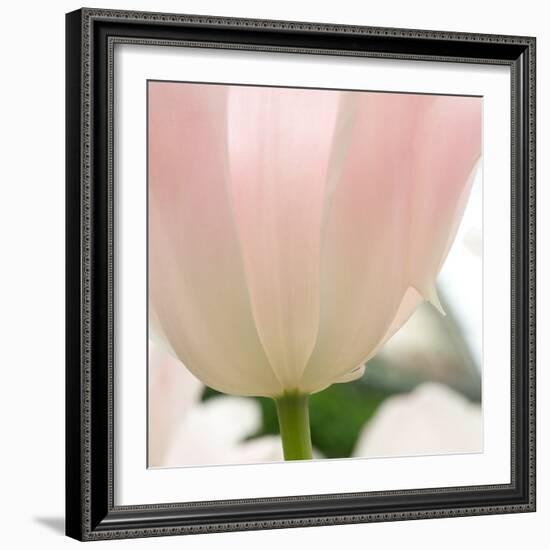 Petals of a Tulip-George Lepp-Framed Photographic Print