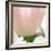 Petals of a Tulip-George Lepp-Framed Photographic Print