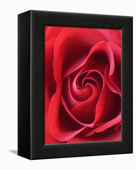 Petals of Red Rose-Clive Nichols-Framed Premier Image Canvas