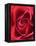 Petals of Red Rose-Clive Nichols-Framed Premier Image Canvas