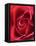 Petals of Red Rose-Clive Nichols-Framed Premier Image Canvas