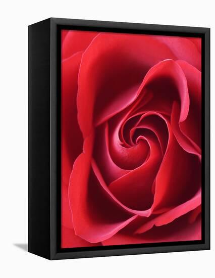 Petals of Red Rose-Clive Nichols-Framed Premier Image Canvas