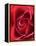 Petals of Red Rose-Clive Nichols-Framed Premier Image Canvas