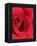 Petals of Red Rose-Clive Nichols-Framed Premier Image Canvas