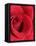 Petals of Red Rose-Clive Nichols-Framed Premier Image Canvas