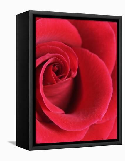 Petals of Red Rose-Clive Nichols-Framed Premier Image Canvas