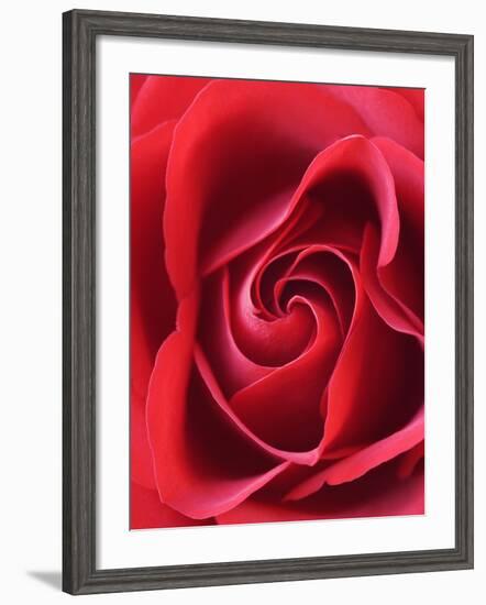 Petals of Red Rose-Clive Nichols-Framed Photographic Print