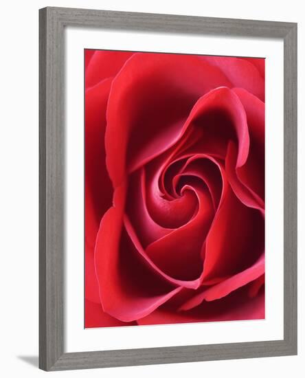 Petals of Red Rose-Clive Nichols-Framed Photographic Print