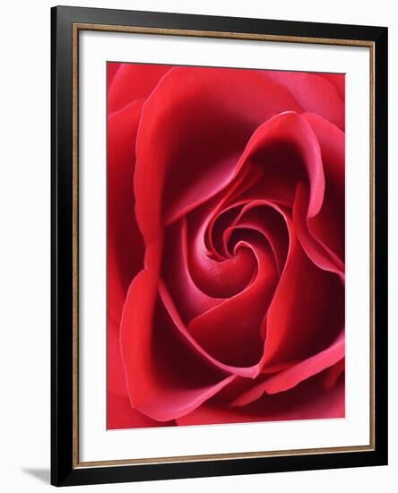 Petals of Red Rose-Clive Nichols-Framed Photographic Print