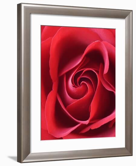 Petals of Red Rose-Clive Nichols-Framed Photographic Print