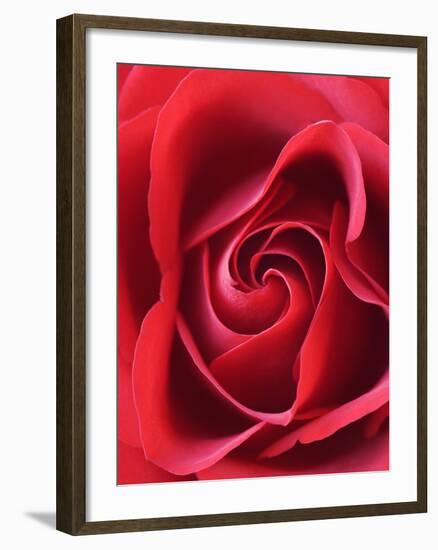 Petals of Red Rose-Clive Nichols-Framed Photographic Print