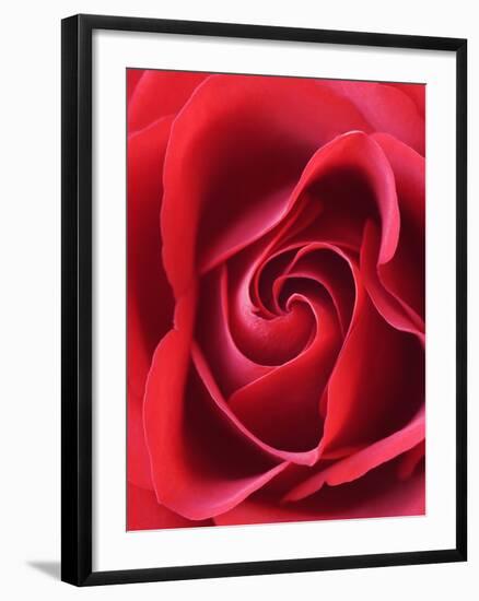 Petals of Red Rose-Clive Nichols-Framed Photographic Print