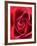 Petals of Red Rose-Clive Nichols-Framed Photographic Print