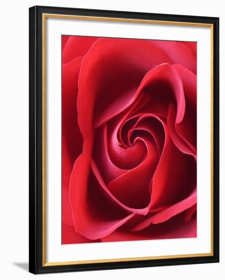 Petals of Red Rose-Clive Nichols-Framed Photographic Print