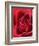 Petals of Red Rose-Clive Nichols-Framed Photographic Print