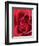 Petals of Red Rose-Clive Nichols-Framed Photographic Print