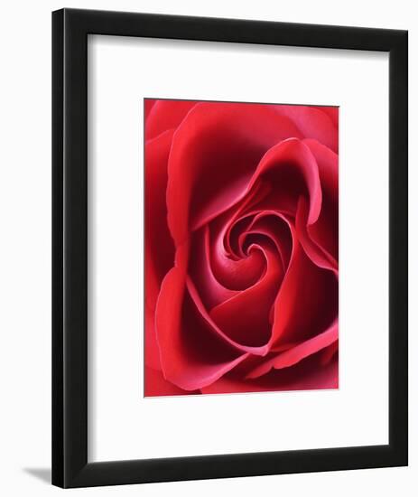 Petals of Red Rose-Clive Nichols-Framed Photographic Print