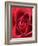 Petals of Red Rose-Clive Nichols-Framed Photographic Print