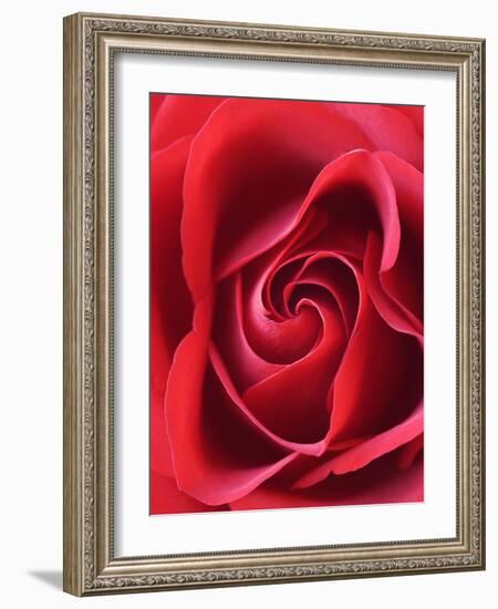 Petals of Red Rose-Clive Nichols-Framed Photographic Print