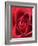 Petals of Red Rose-Clive Nichols-Framed Photographic Print