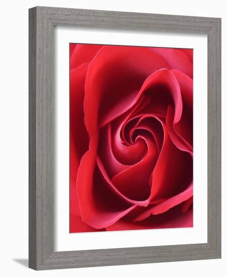 Petals of Red Rose-Clive Nichols-Framed Photographic Print