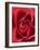 Petals of Red Rose-Clive Nichols-Framed Photographic Print