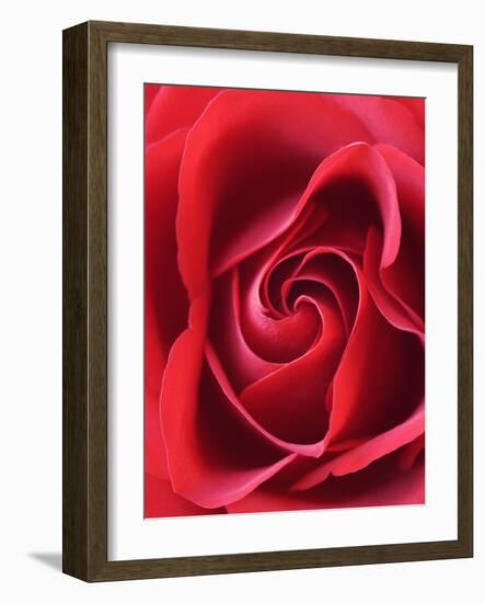 Petals of Red Rose-Clive Nichols-Framed Photographic Print