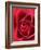 Petals of Red Rose-Clive Nichols-Framed Photographic Print