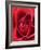 Petals of Red Rose-Clive Nichols-Framed Photographic Print