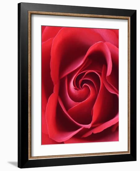 Petals of Red Rose-Clive Nichols-Framed Photographic Print