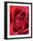 Petals of Red Rose-Clive Nichols-Framed Photographic Print