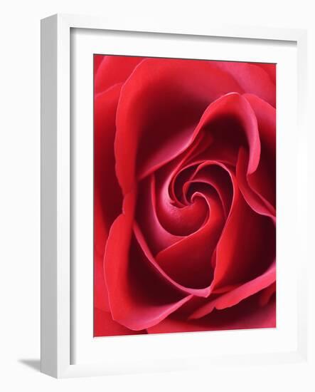 Petals of Red Rose-Clive Nichols-Framed Photographic Print