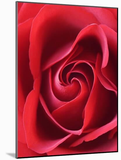 Petals of Red Rose-Clive Nichols-Mounted Photographic Print