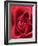 Petals of Red Rose-Clive Nichols-Framed Photographic Print