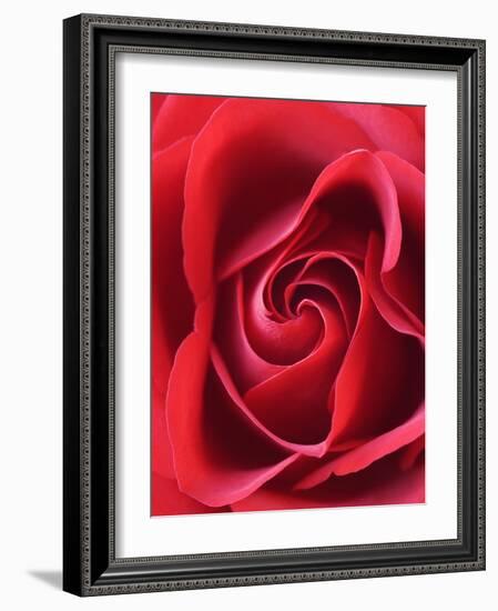 Petals of Red Rose-Clive Nichols-Framed Photographic Print