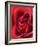 Petals of Red Rose-Clive Nichols-Framed Photographic Print