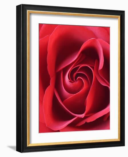 Petals of Red Rose-Clive Nichols-Framed Photographic Print