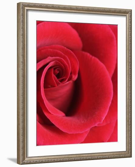 Petals of Red Rose-Clive Nichols-Framed Photographic Print