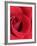 Petals of Red Rose-Clive Nichols-Framed Photographic Print