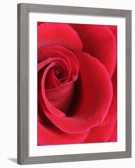 Petals of Red Rose-Clive Nichols-Framed Photographic Print