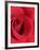 Petals of Red Rose-Clive Nichols-Framed Photographic Print