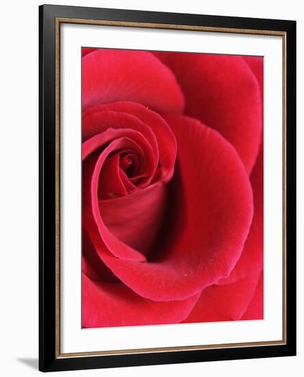 Petals of Red Rose-Clive Nichols-Framed Photographic Print