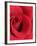 Petals of Red Rose-Clive Nichols-Framed Photographic Print